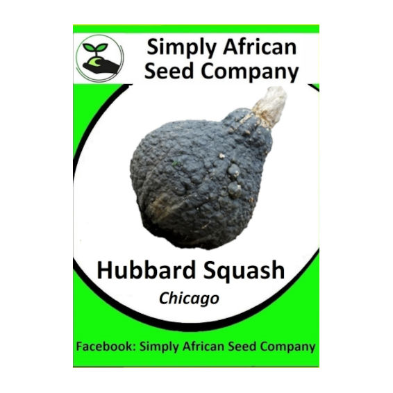 Hubbard Squash (Chicago)  (15's)