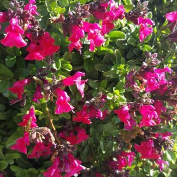 Salvia Puebla greggii Carmine 17cm