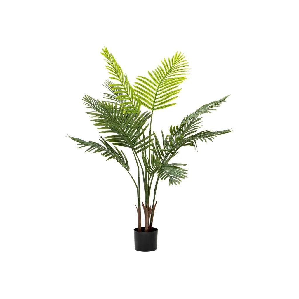 Vividitto - Pochard Plant In Pot 128cm