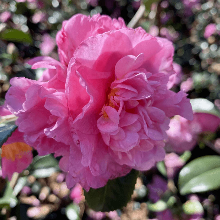 Camellia 'Jennifer Susan' 19cm