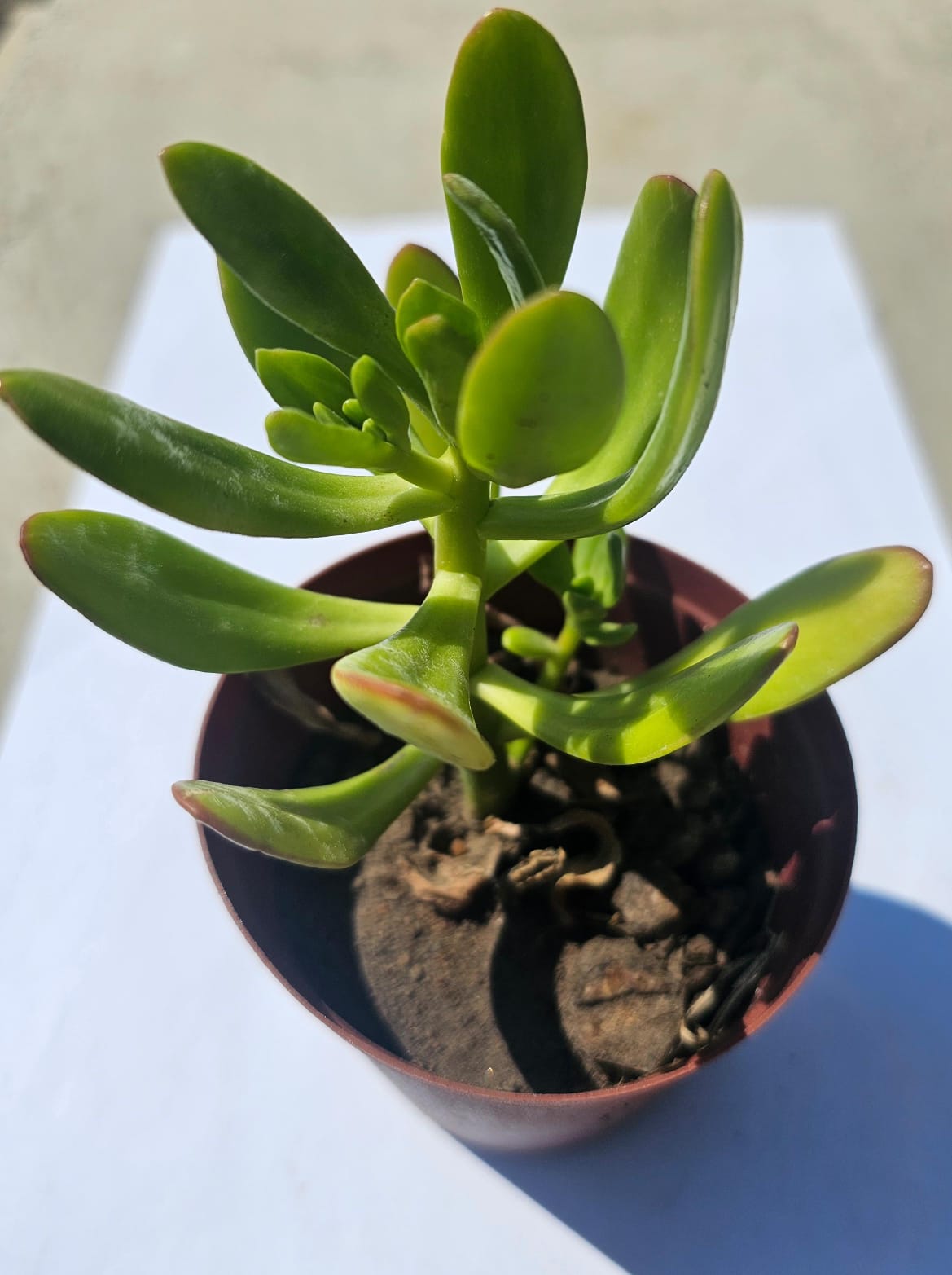 Aeonium Suncup Succulent plant in pot