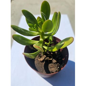 Aeonium Suncup Succulent plant in pot