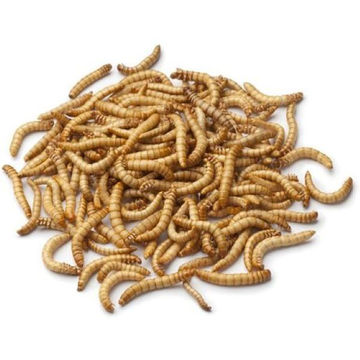 Dried Mealworms - 2 x 5kg