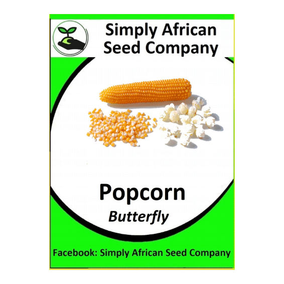 Maize Popcorn (20's)