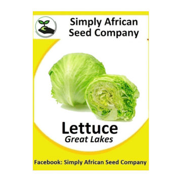 Lettuce Great Lakes (100's)