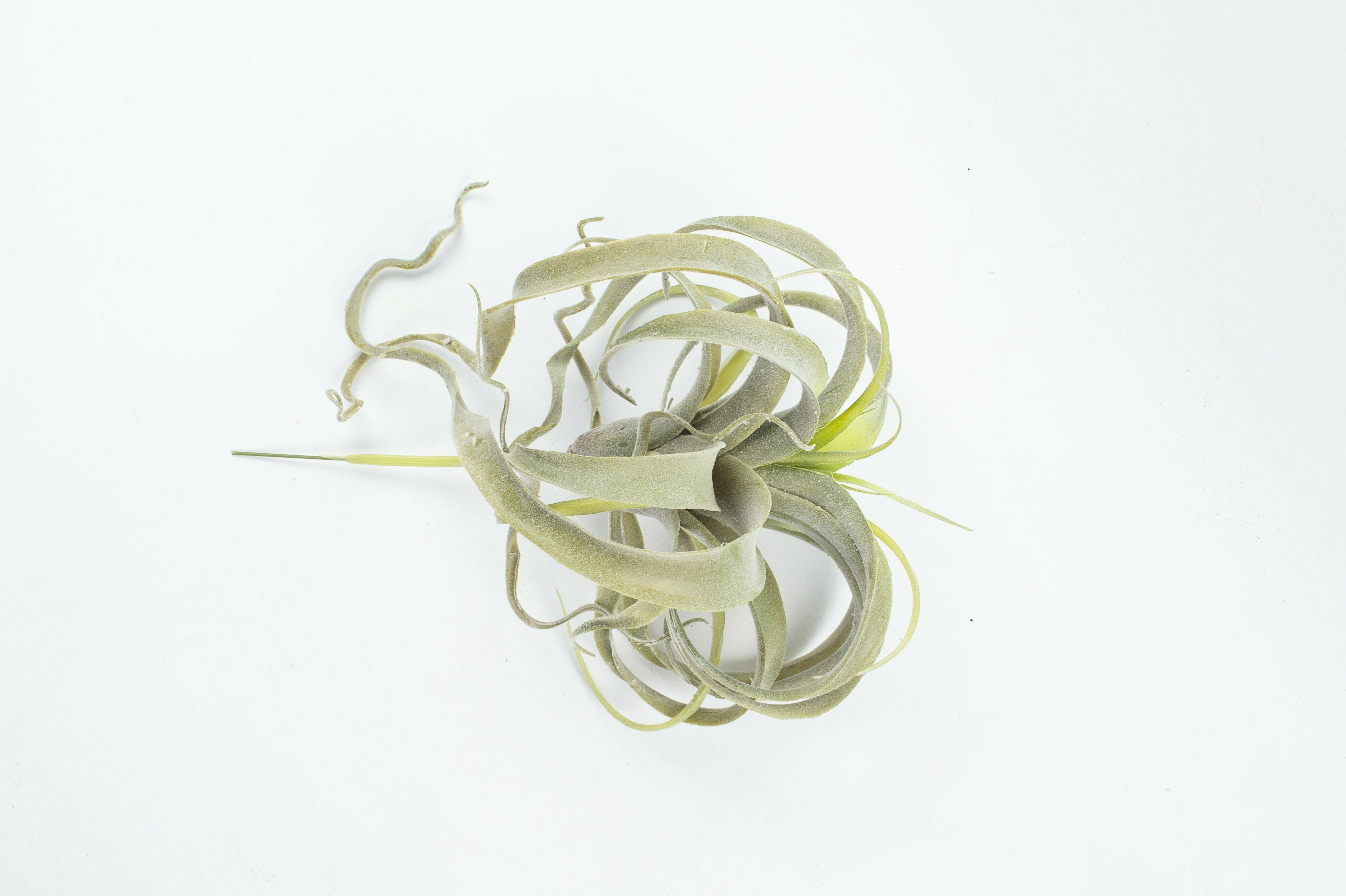 Grey Air Plant 25Cm