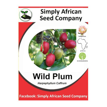 Wild Plum (Harpephyllum Caffrum) 6's