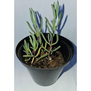 Trailing Ice plant succulent plant in pots