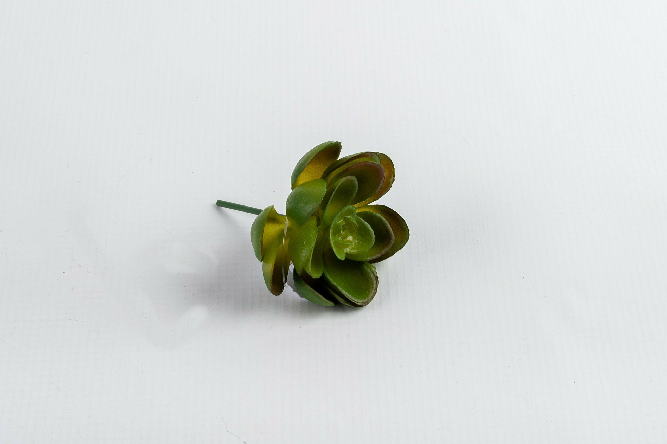 Rock Rose 6Cm