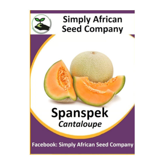 Spanspek (Cantaloupe) (Hales Best) (15's)
