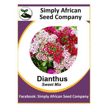Dianthus Sweet Mix(100"s)