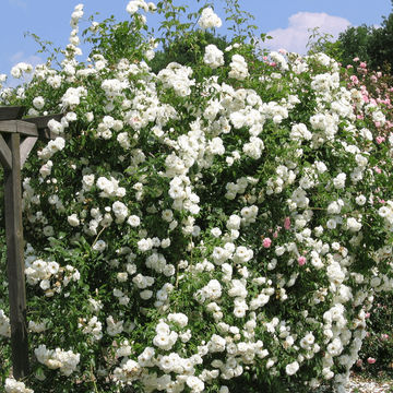 Iceberg Climber 19cm