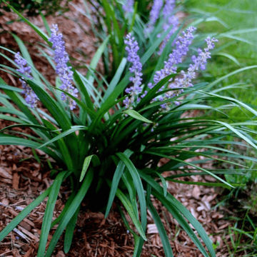 Liriope muscari 'Evergreen Giant' 19cm