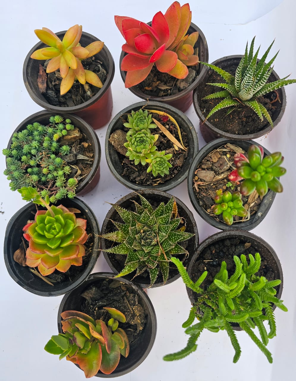 Succulent plants 10 pack variety