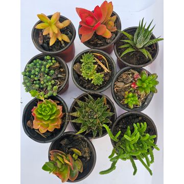 Succulent plants 10 pack variety