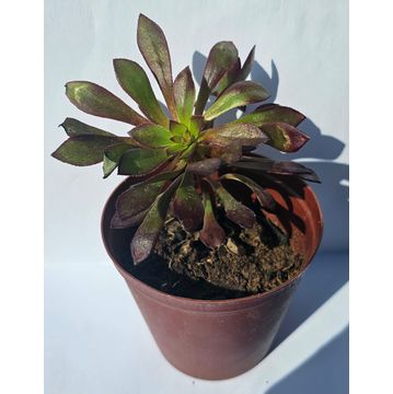 Succulent plants in pots (Various)
