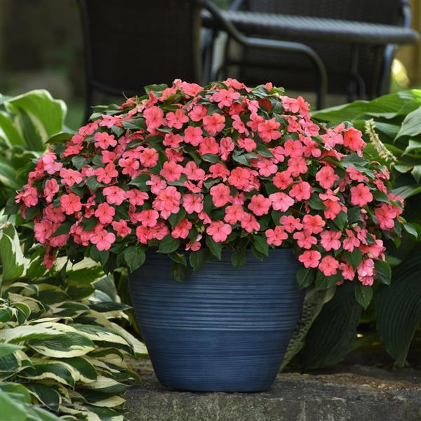 Impatiens 'Beacon Coral' 6 pack