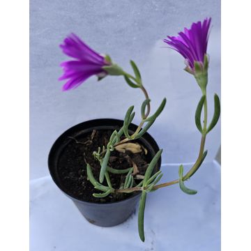 Tiger's Jaw Succulent plants in pot