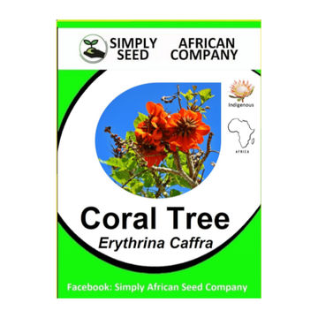 Coral Tree (Erythrina Caffra) 3's