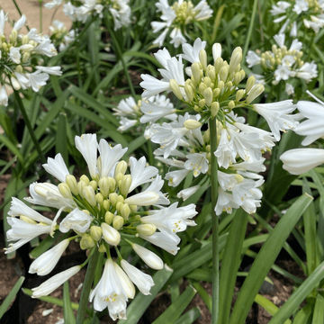 Agapanthus Bingo White var. ‘WP001’ PBR 15cm