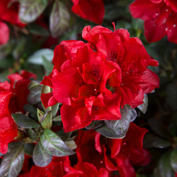 Azalea x Encore ® Autumn Fire 15cm