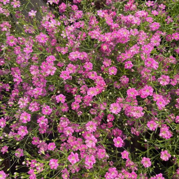 Baby's breath 'Gypsy Deep Rose' 15cm