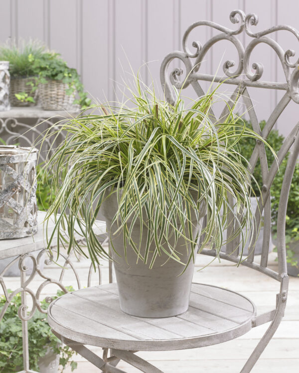 Carex Feather Falls 17cm
