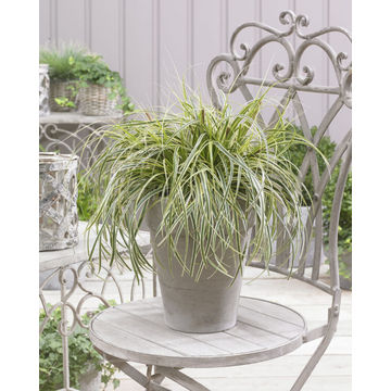 Carex Feather Falls 17cm