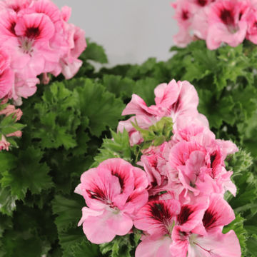 Pelargonium grandiflorum Elegance 'David' 19cm