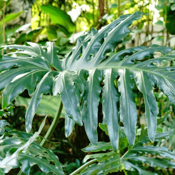 Philodendron 'Hope'® 19cm