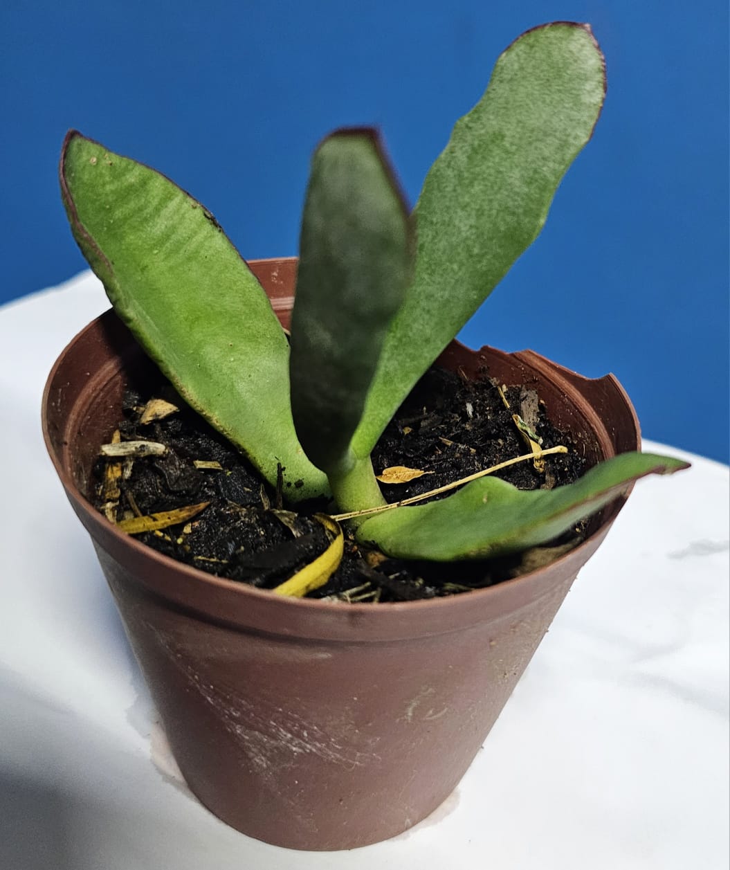 Cotyledon Succulent plants in pot