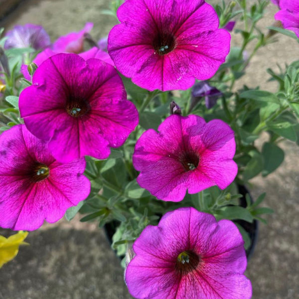 Petunia Beautical Purple Dawn 15cm