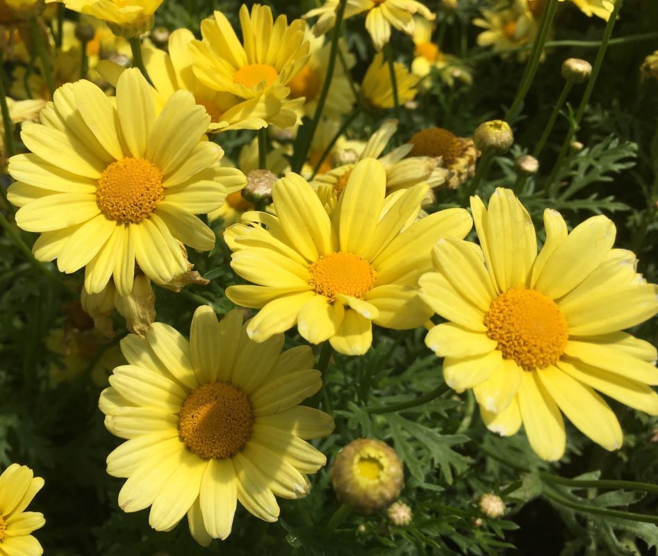 Argyranthemum frutescens WFL® Beauty Yellow 19cm