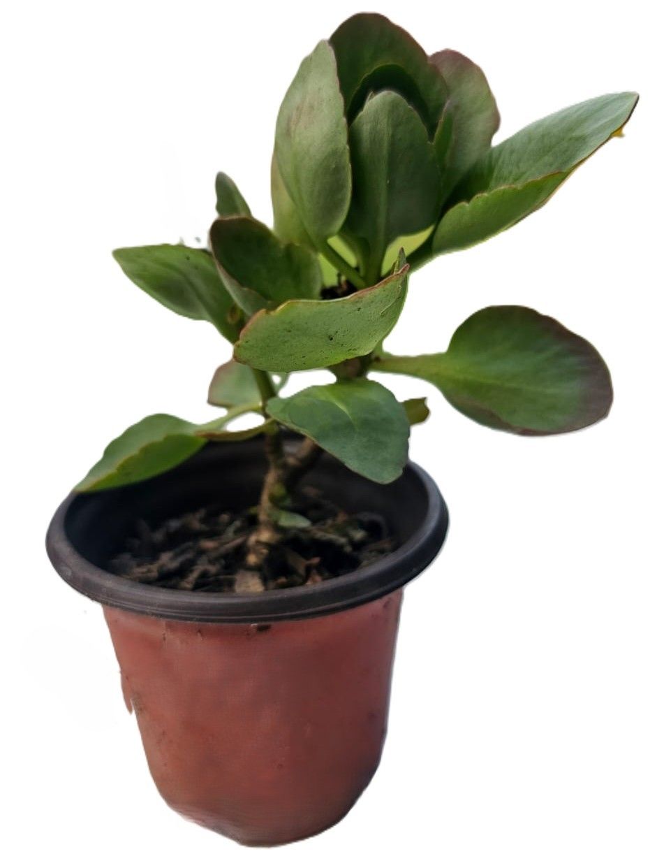 Healthy Kalanchoe Bossfeldiana in plastic pots (Flowering Plant)