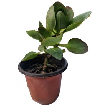 Healthy Kalanchoe Bossfeldiana in plastic pots (Flowering Plant)