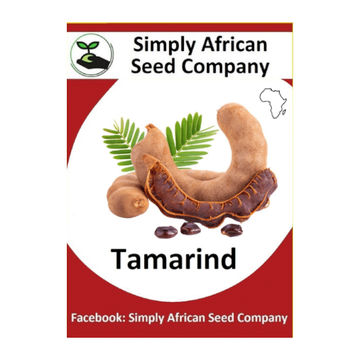Tamarind (Tamarindus indica L.) 6's
