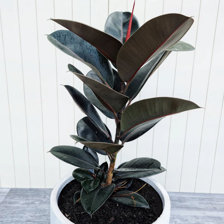 Ficus elastica 'Burgundy' 19cm