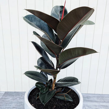 Ficus elastica 'Burgundy' 19cm