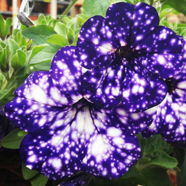 Petunia Night Sky 15cm