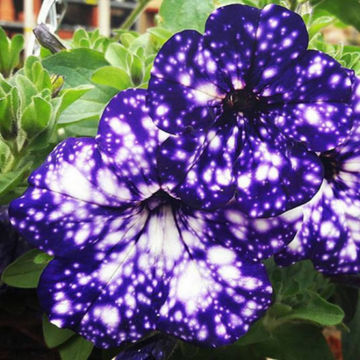 Petunia Night Sky 15cm