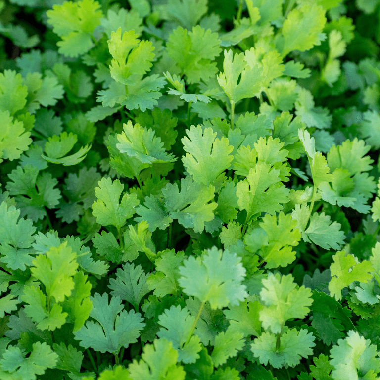 Herb Coriander 6 pack