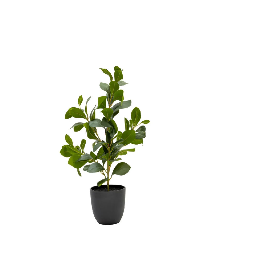 WOODLY RUBBER PLANT IN POT - 51cm by WOODLY