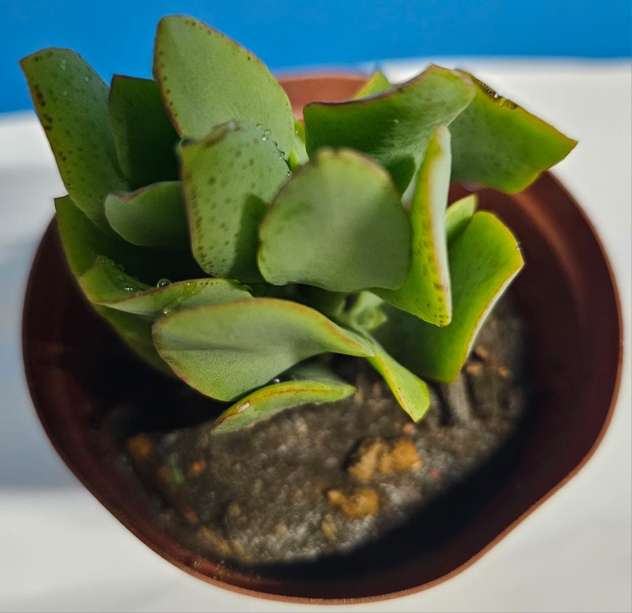 Crassula Arborescens(Silver Jade) succulent plants in pot