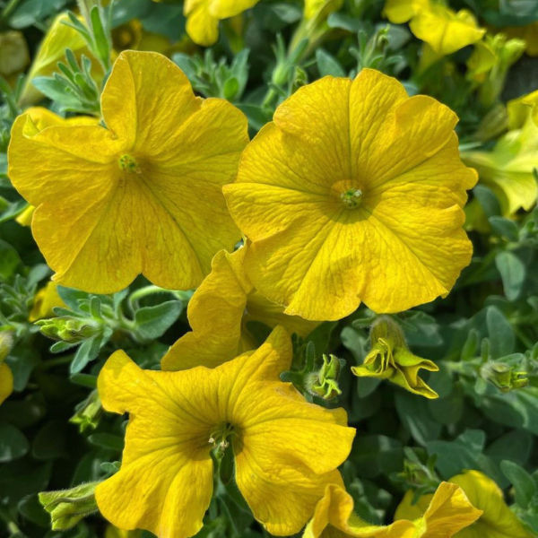 Petunia Beautical Yellow Sun 15cm