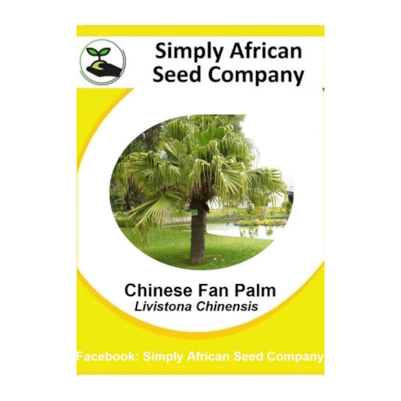 Palm Chinese Fan 3's