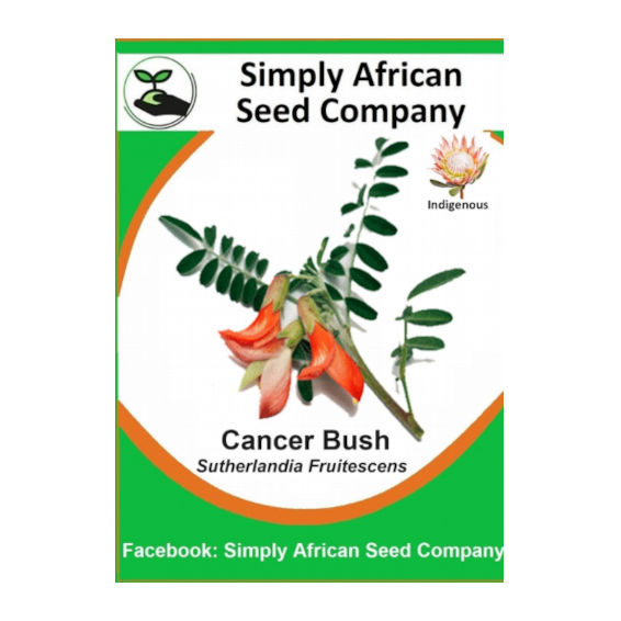 Cancer Bush (Sutherlandia Frutescens) 12's
