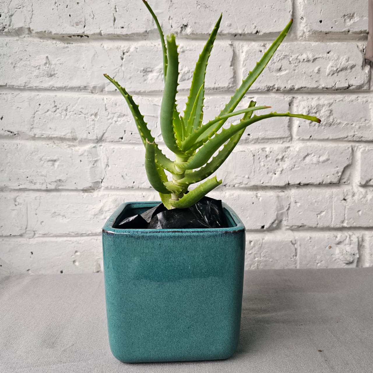Aloe Vera Plant in Stylish Glazed Cube Pot - Perfect Succulent for Home & Office