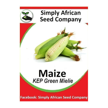Maize (Green Mielie Kalahari Early Pearl) 20's