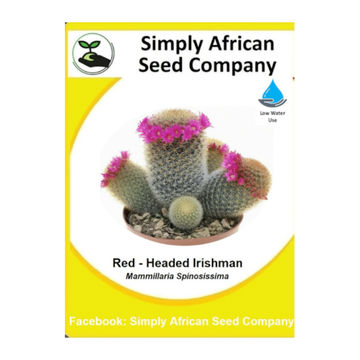 Red-Headed Irishman (Mammillaria Spinosissima)15's