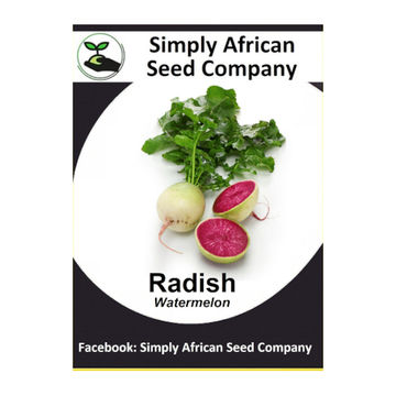 Radish Watermelon (50's)